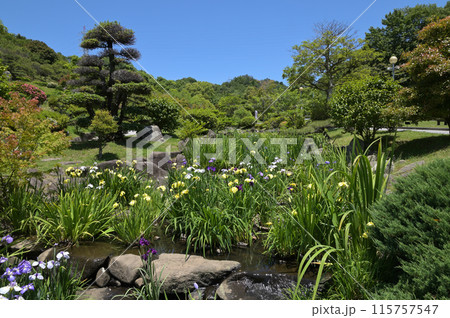 「冠山総合公園」せせらぎ水路の菖蒲①(山口県光市) 「冠山総合公園」せせらぎ水路の菖蒲①(山口県光市) 115757547
