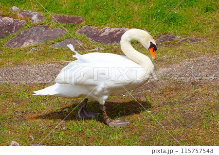 湖の岸を歩くコブハクチョウ (昆陽池公園) 湖の岸を歩くコブハクチョウ (昆陽池公園) 115757548