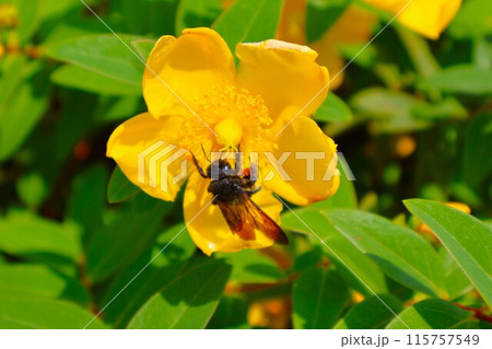 キンシバイとクマバチ (フラワーパーク大沢) 115757549