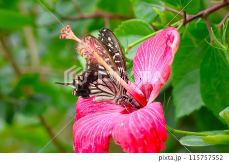 花のミツを吸うアゲハチョウ (伊丹市昆虫館) 115757552
