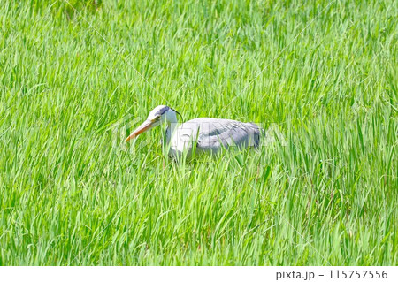 草むらで獲物を狙うアオサギ (昆陽池公園) 115757556
