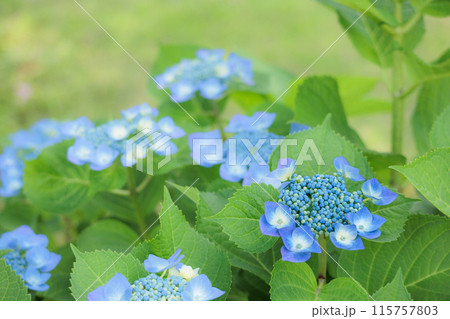 梅雨空に色彩鮮やかに咲き誇るアジサイの花 115757803