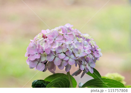 梅雨空に色彩鮮やかに咲き誇るアジサイの花 梅雨空に色彩鮮やかに咲き誇るアジサイの花 115757808