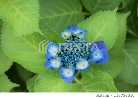 梅雨空に色彩鮮やかに咲き誇るアジサイの花 115758016