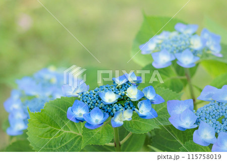 梅雨空に色彩鮮やかに咲き誇るアジサイの花 115758019
