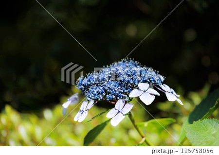 梅雨空に色彩鮮やかに咲き誇るアジサイの花 115758056