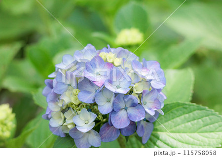 梅雨空に色彩鮮やかに咲き誇るアジサイの花 梅雨空に色彩鮮やかに咲き誇るアジサイの花 115758058
