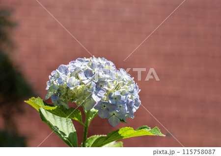 梅雨空に色彩鮮やかに咲き誇るアジサイの花 115758087