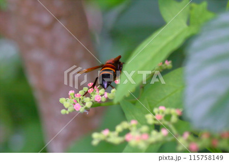 ヤブカラシの花の蜜を吸いに来たスズメバチ 115758149