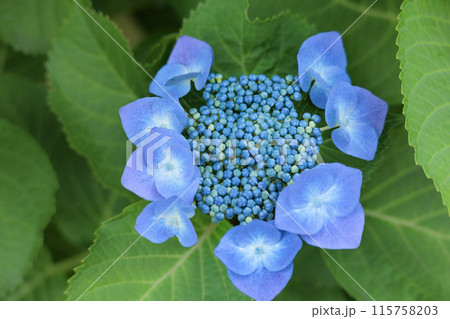 梅雨空に色彩鮮やかに咲き誇るアジサイの花 115758203