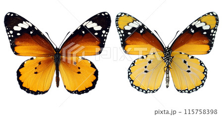 Orange colorful butterfly Danaus chrysippus Plain Tiger, African Monarch isolated on white, close-up, macro. Design element. Danaidae, collection butterflies, insects. 115758398