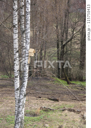 birdhouse on a tree, spring, birdhouse on a birch in a spring sunny day, birdhouse on a tree, spring, birdhouse on a birch in a spring sunny day, 115758413