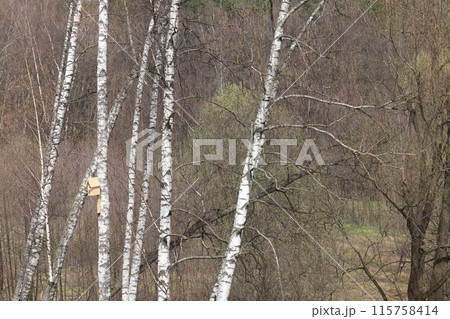 birdhouse on a tree, spring, birdhouse on a birch in a spring sunny day, birdhouse on a tree, spring, birdhouse on a birch in a spring sunny day, 115758414