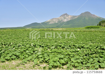 初夏の北海道森町でかぼちゃ畑の風景を撮影 115758688