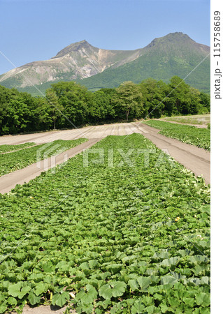 初夏の北海道森町でかぼちゃ畑の風景を撮影 115758689