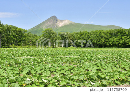 初夏の北海道森町でかぼちゃ畑の風景を撮影 115758709