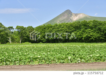 初夏の北海道森町でかぼちゃ畑の風景を撮影 115758712