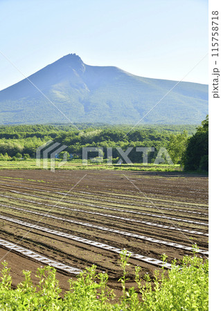 初夏の北海道森町でかぼちゃ畑の風景を撮影 115758718