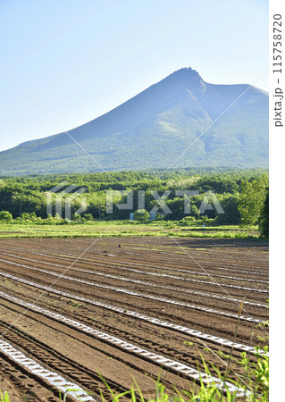 初夏の北海道森町でかぼちゃ畑の風景を撮影 115758720