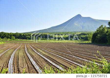 初夏の北海道森町でかぼちゃ畑の風景を撮影 初夏の北海道森町でかぼちゃ畑の風景を撮影 115758721