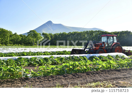 初夏の北海道森町でかぼちゃ畑の風景を撮影 115758723