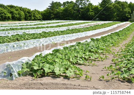 初夏の北海道森町でかぼちゃ畑の風景を撮影 115758744