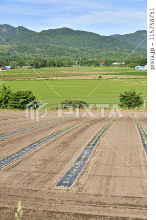 初夏の北海道森町でかぼちゃ畑の風景を撮影 115758751