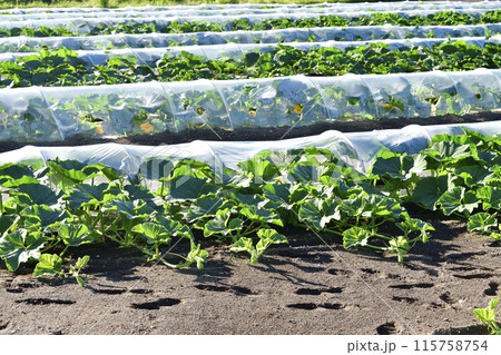 初夏の北海道森町でかぼちゃ畑の風景を撮影 115758754