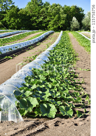 初夏の北海道森町でかぼちゃ畑の風景を撮影 115758756