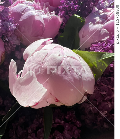Background of peony flowers and lilac branches 115758939