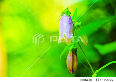 平谷大滝下流に咲く ホタルブクロ 平谷大滝下流に咲く ホタルブクロ 115759055