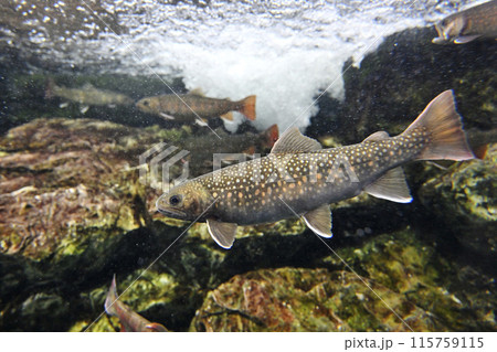 岩魚 115759115