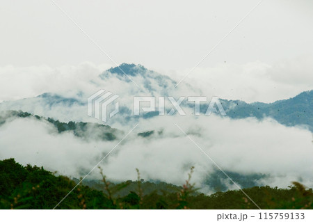Misty clouds float above the mountains 115759133