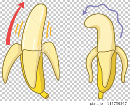 男性器をイメージしたバナナ　元気なバナナと萎れたバナナ 115759367