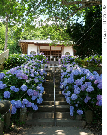 糸島あじさい寺　ヲベタ清正公堂 115759398