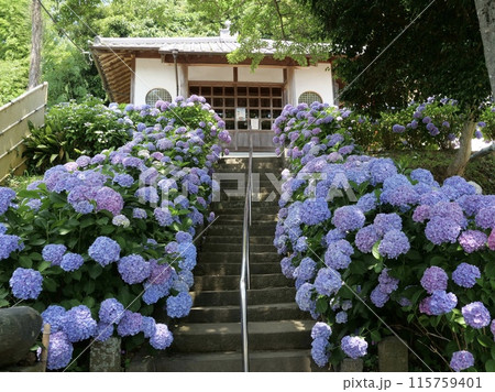 糸島あじさい寺　ヲベタ清正公堂 115759401