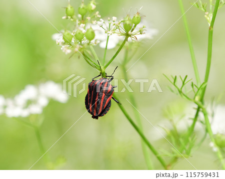 アカスジカメムシ 115759431