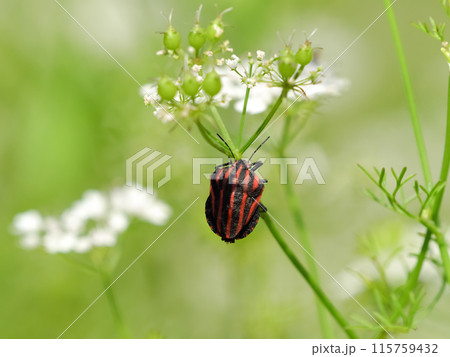 アカスジカメムシ 115759432