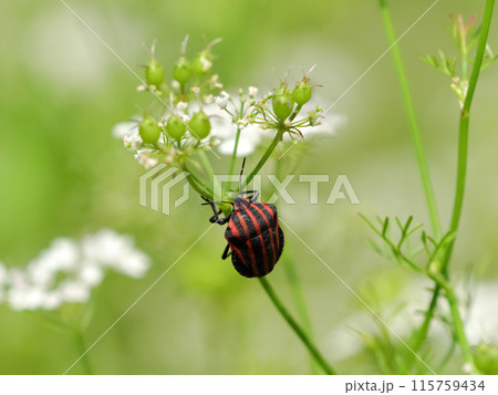 アカスジカメムシ 115759434