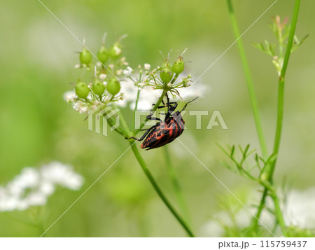 アカスジカメムシ 115759437