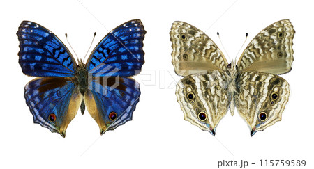 Blue butterfly Precis rhadama isolated on transparent, close-up, macro. Design element. Lepidoptera, nymphalidae, collection butterflies, insects. Blue butterfly Precis rhadama isolated on transparent, close-up, macro. Design element. Lepidoptera, nymphalidae, collection butterflies, insects. 115759589