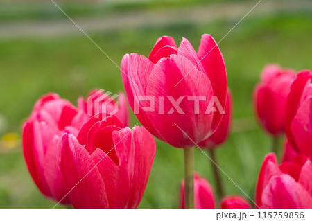 チューリップ ﾁｭｰﾘｯﾌﾟ 花 115759856