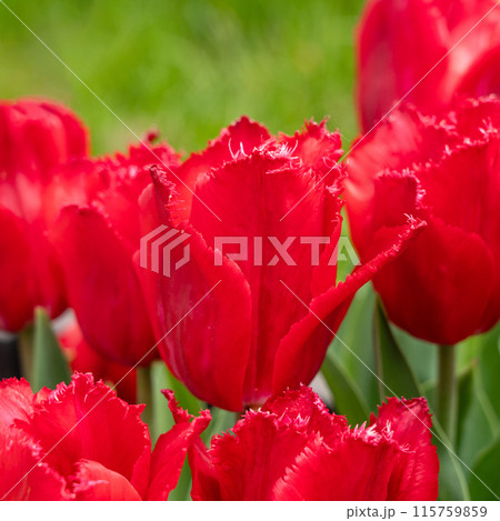 チューリップ ﾁｭｰﾘｯﾌﾟ 花 115759859