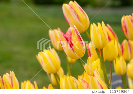 チューリップ ﾁｭｰﾘｯﾌﾟ 花 115759864