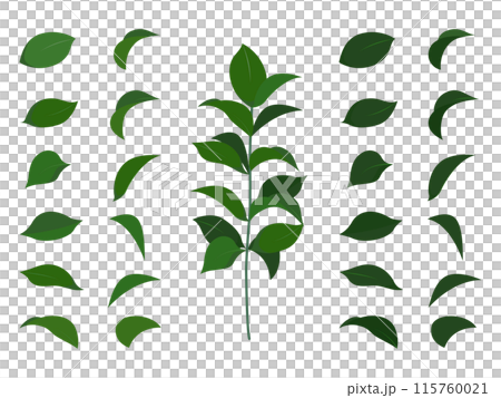 錦葵葉和莖 115760021