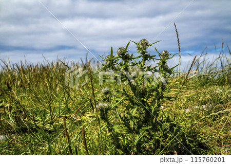 Thistle at storm beach by Carrowhubbuck North Carrownedin close to Inishcrone, Enniscrone in County Sligo, Ireland. 115760201