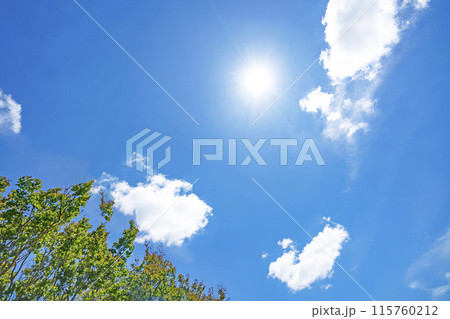 初夏の雲と木立 115760212