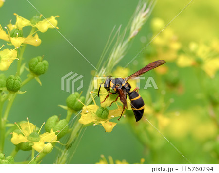 オオフタオビドロバチ 115760294