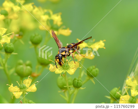オオフタオビドロバチ オオフタオビドロバチ 115760299