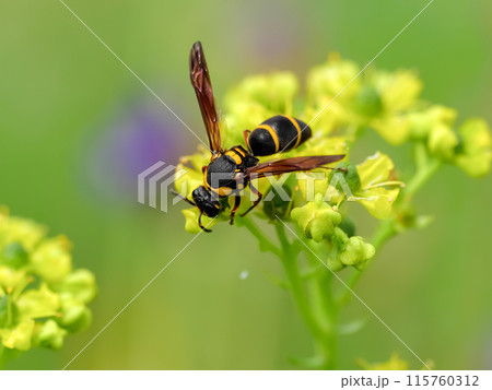 オオフタオビドロバチ 115760312